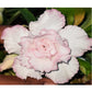 Adenium R107