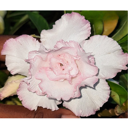 Adenium R107