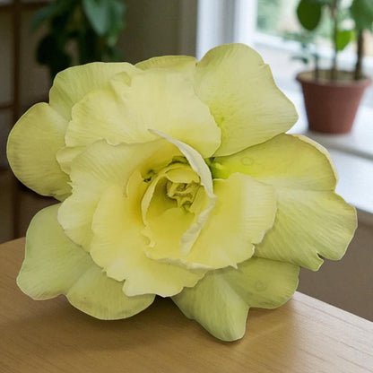 Adenium R108