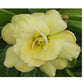 Adenium R108