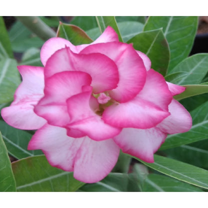 Adenium R11