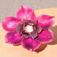 Adenium R110