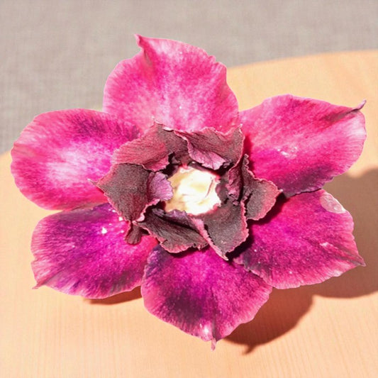 Adenium R110