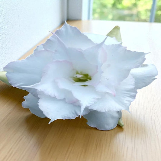 Adenium R111