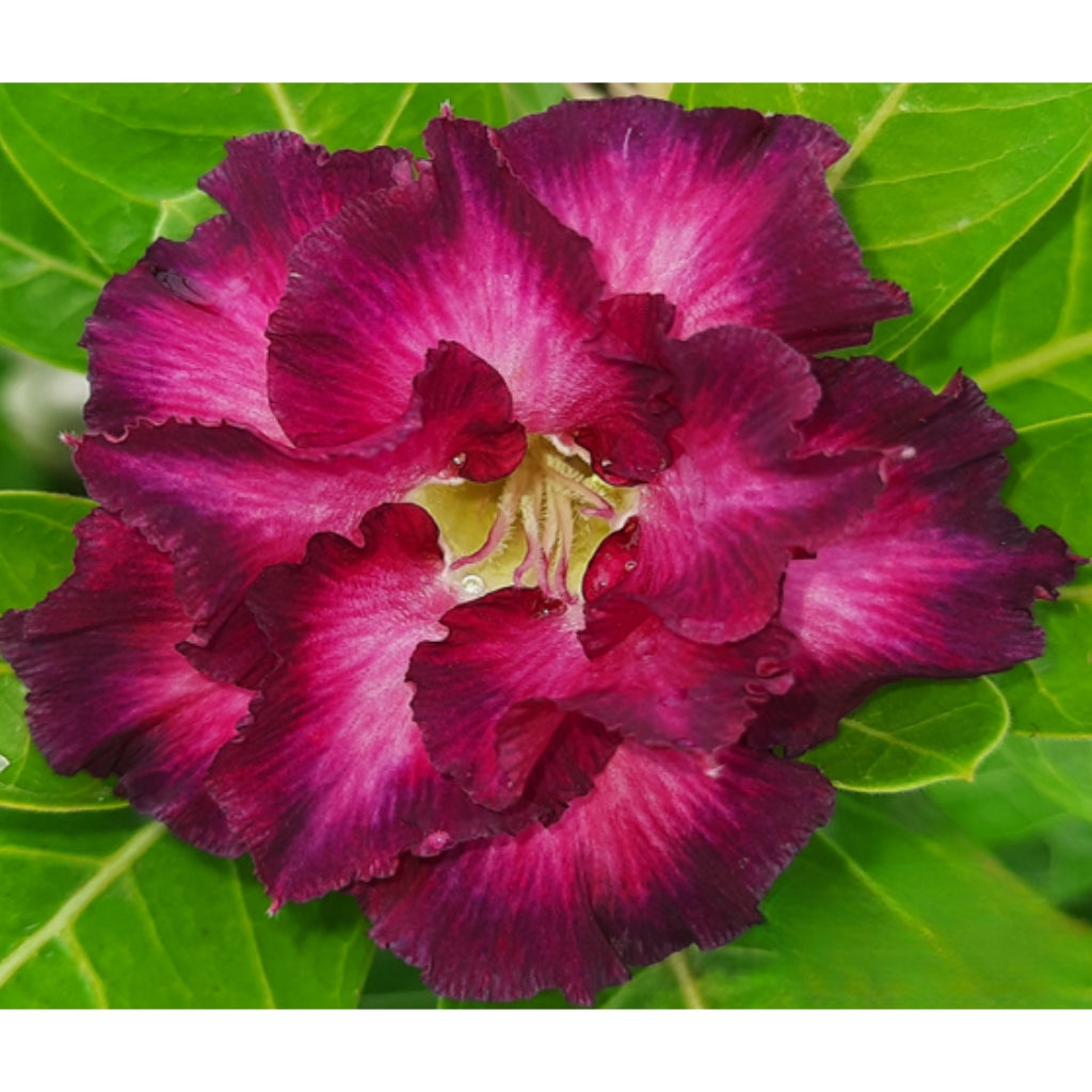 Adenium R112