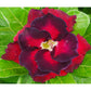 Adenium R113