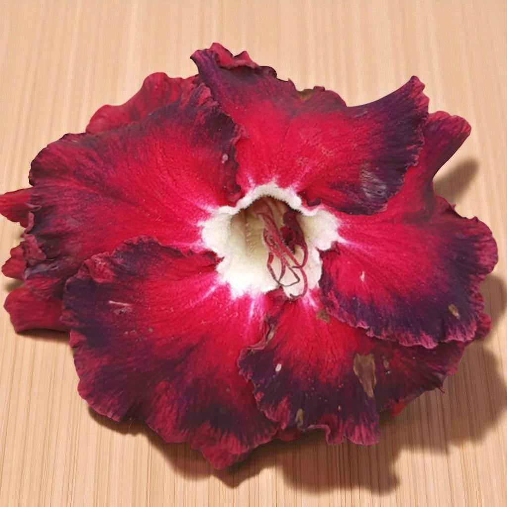 Adenium R116