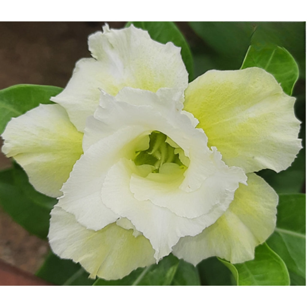Adenium R118