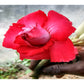Adenium R12