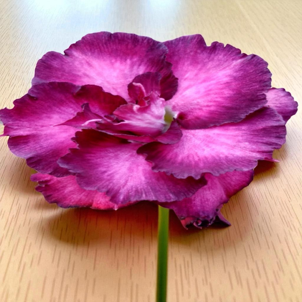 Adenium R122
