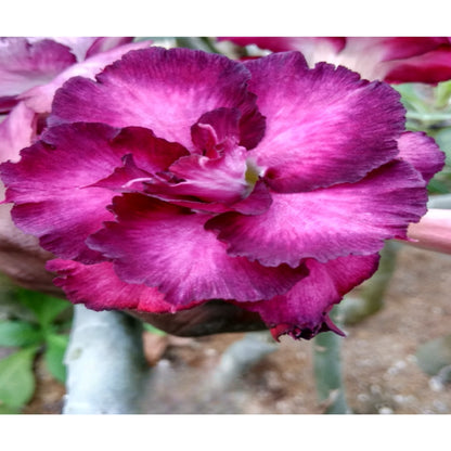 Adenium R122
