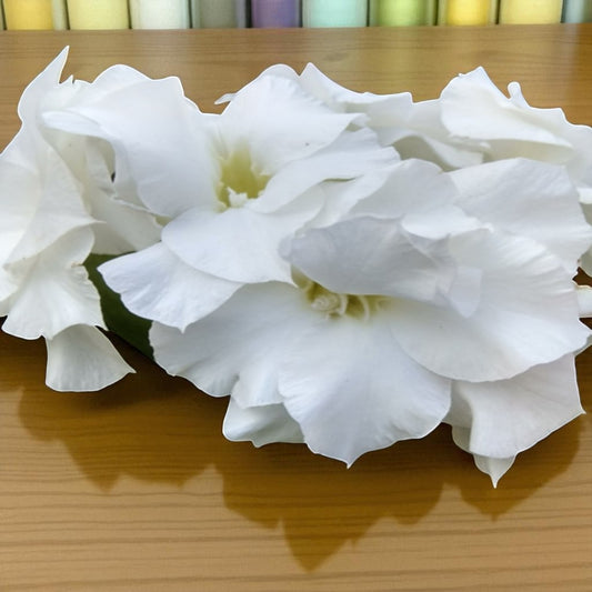 Adenium R123