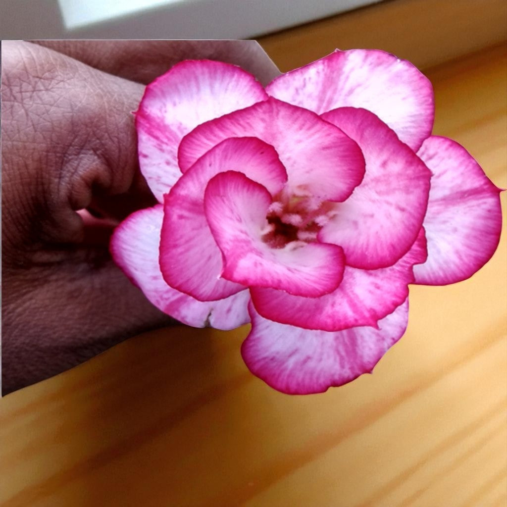 Adenium R124
