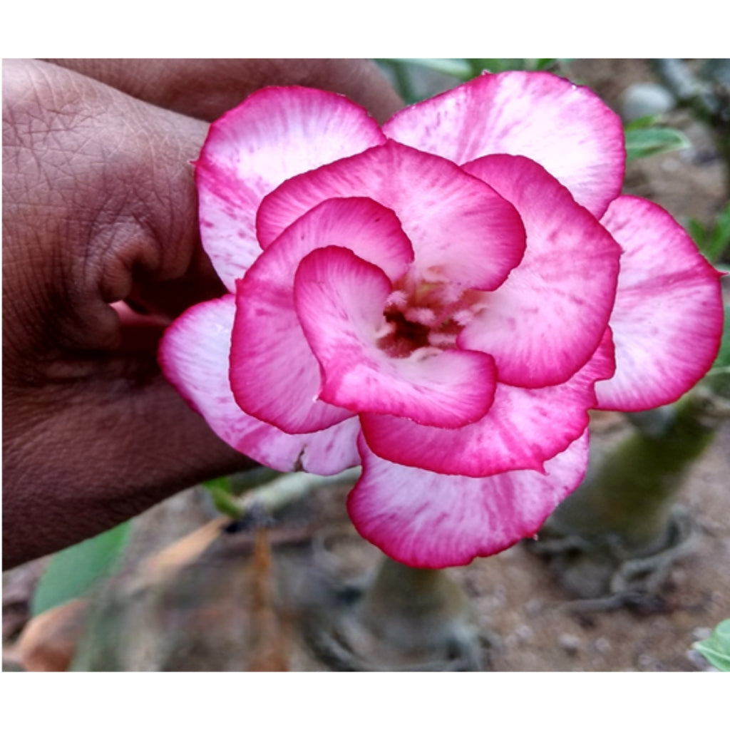 Adenium R124