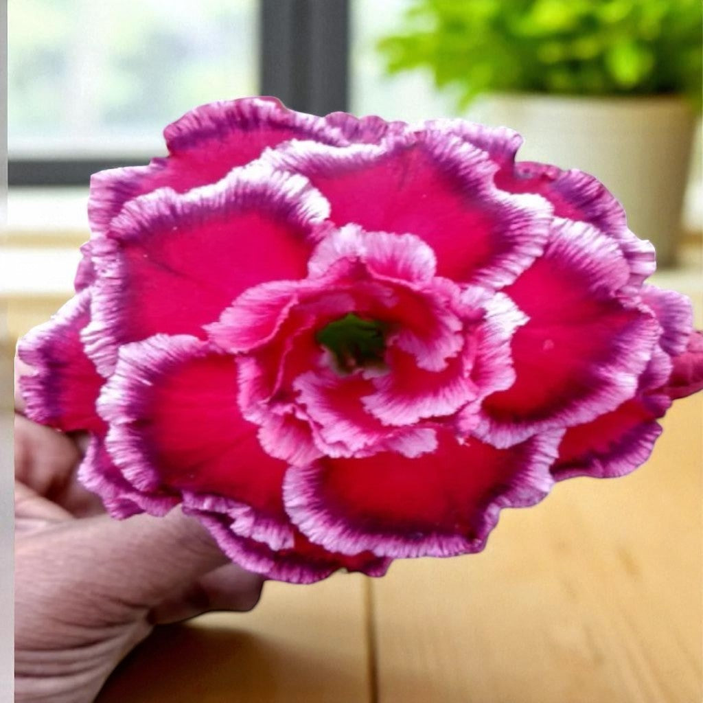 Adenium R125