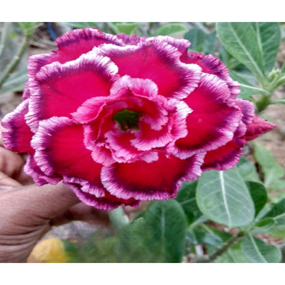 Adenium R125