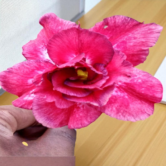 Adenium R126