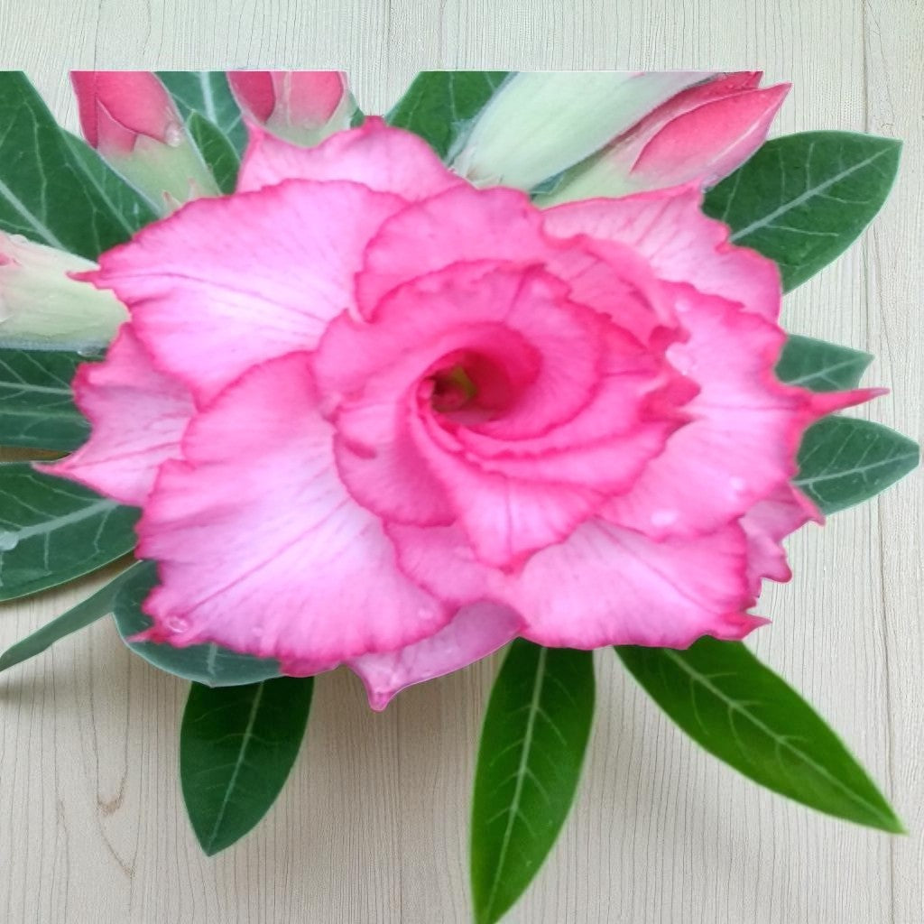 Adenium R127