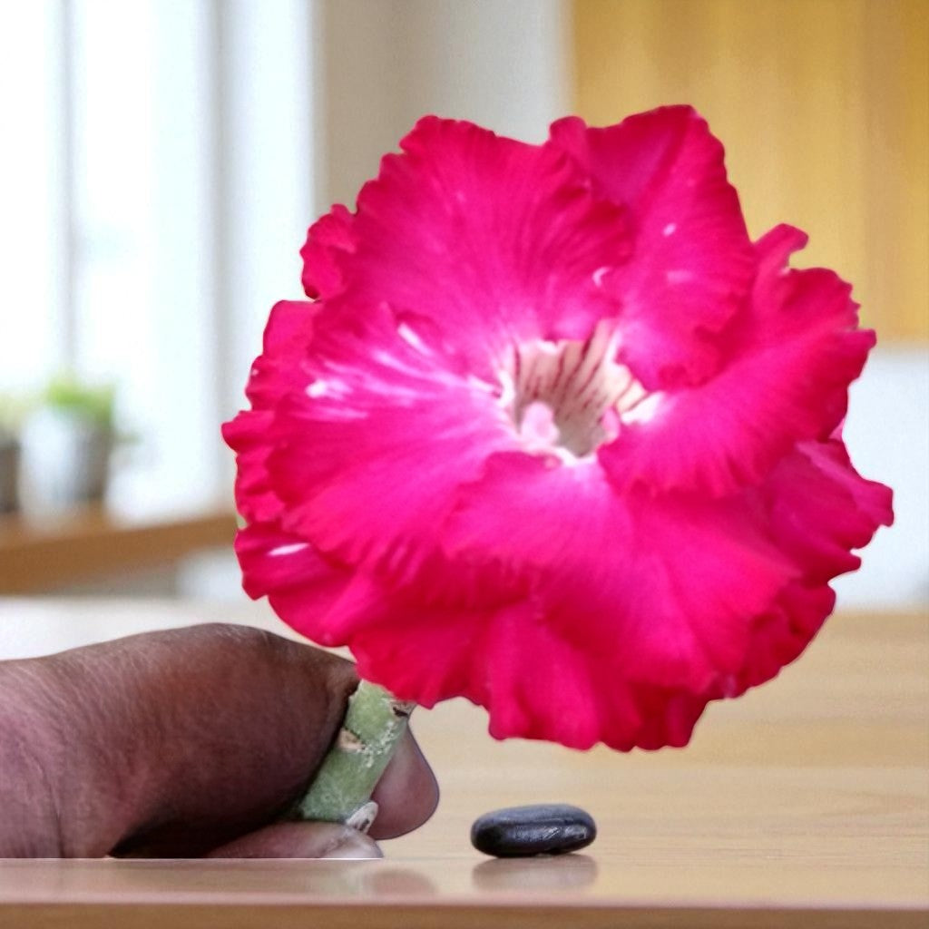 Adenium R128