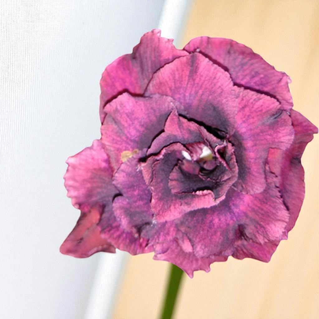 Adenium R129