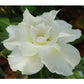 Adenium R13