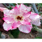 Adenium R130