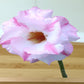 Adenium R132