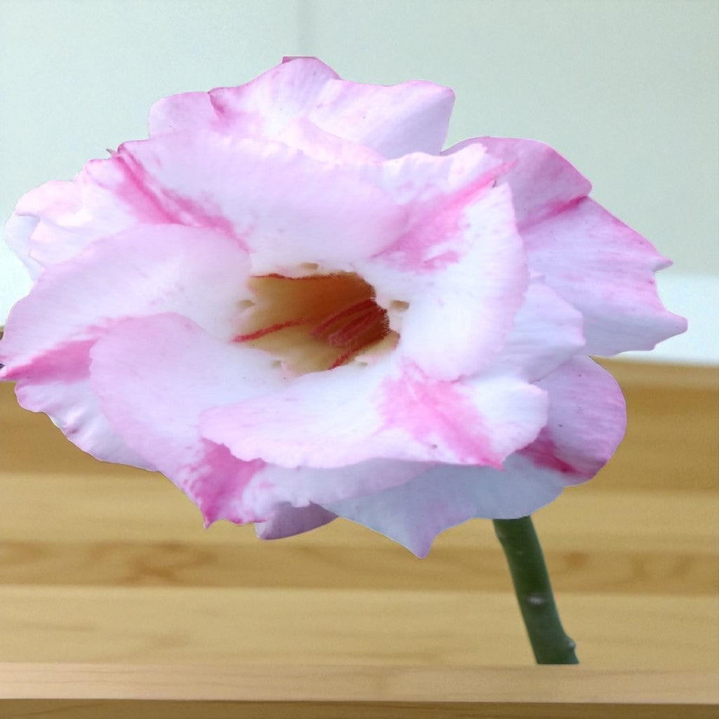 Adenium R132
