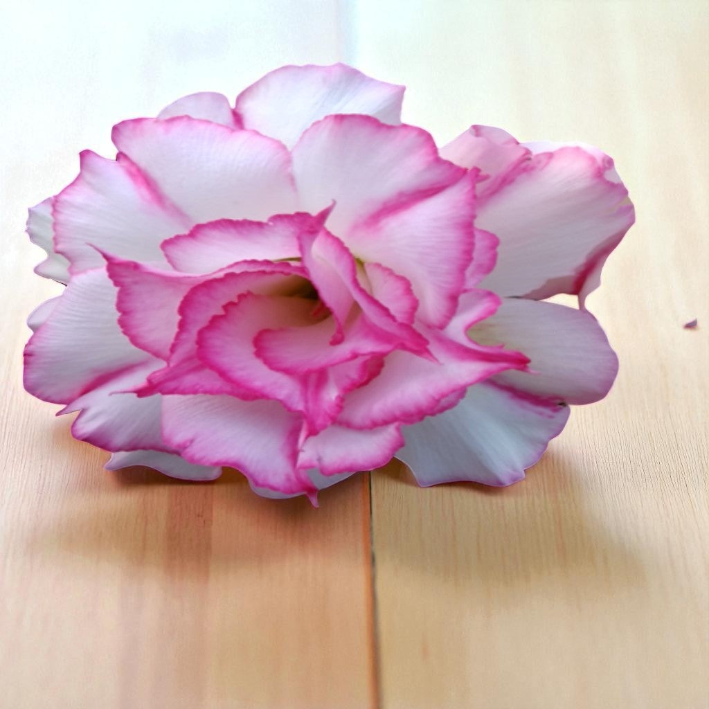 Adenium R133