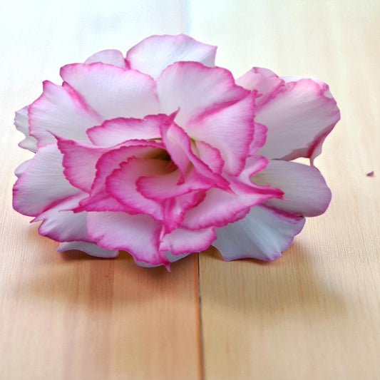 Adenium R133