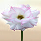 Adenium R134