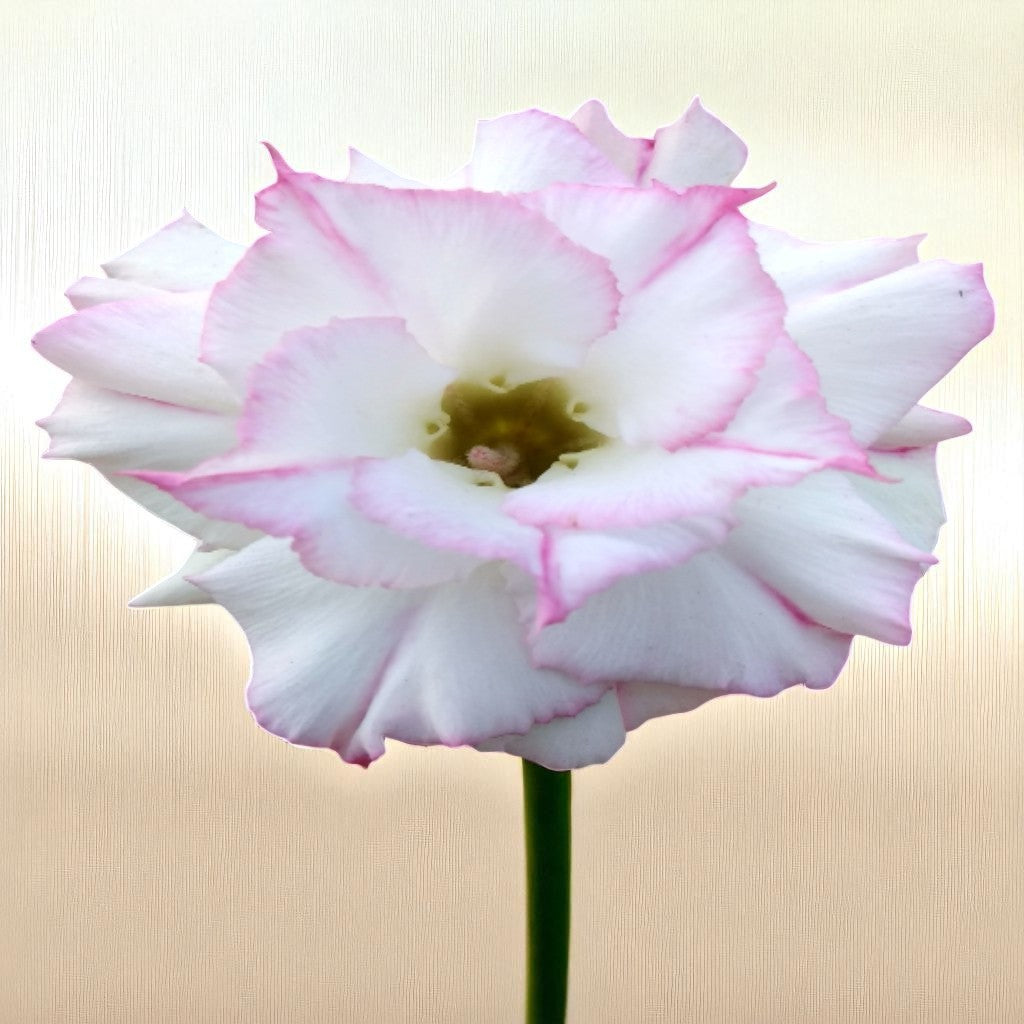 Adenium R134