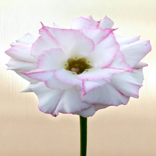 Adenium R134