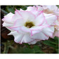 Adenium R134
