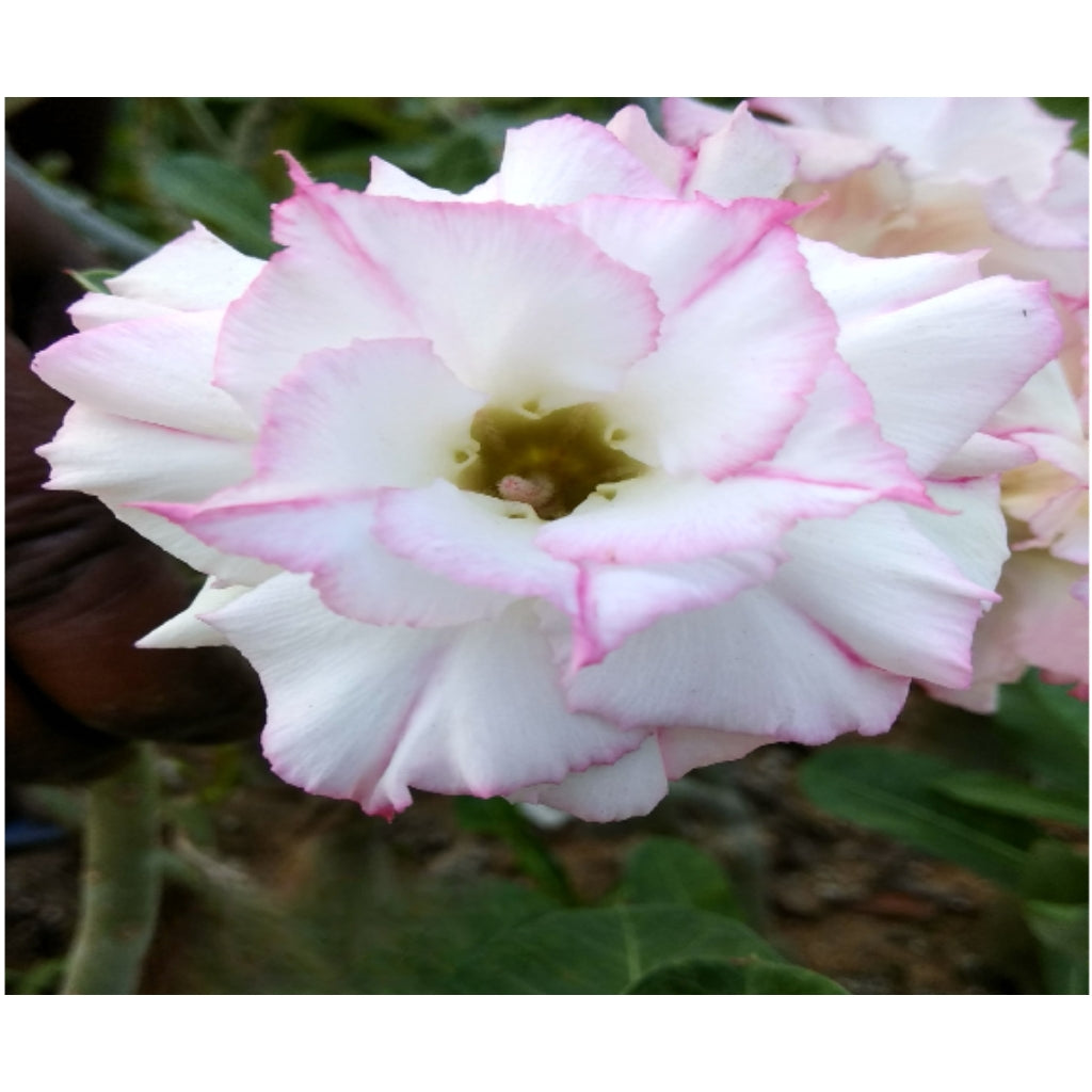 Adenium R134