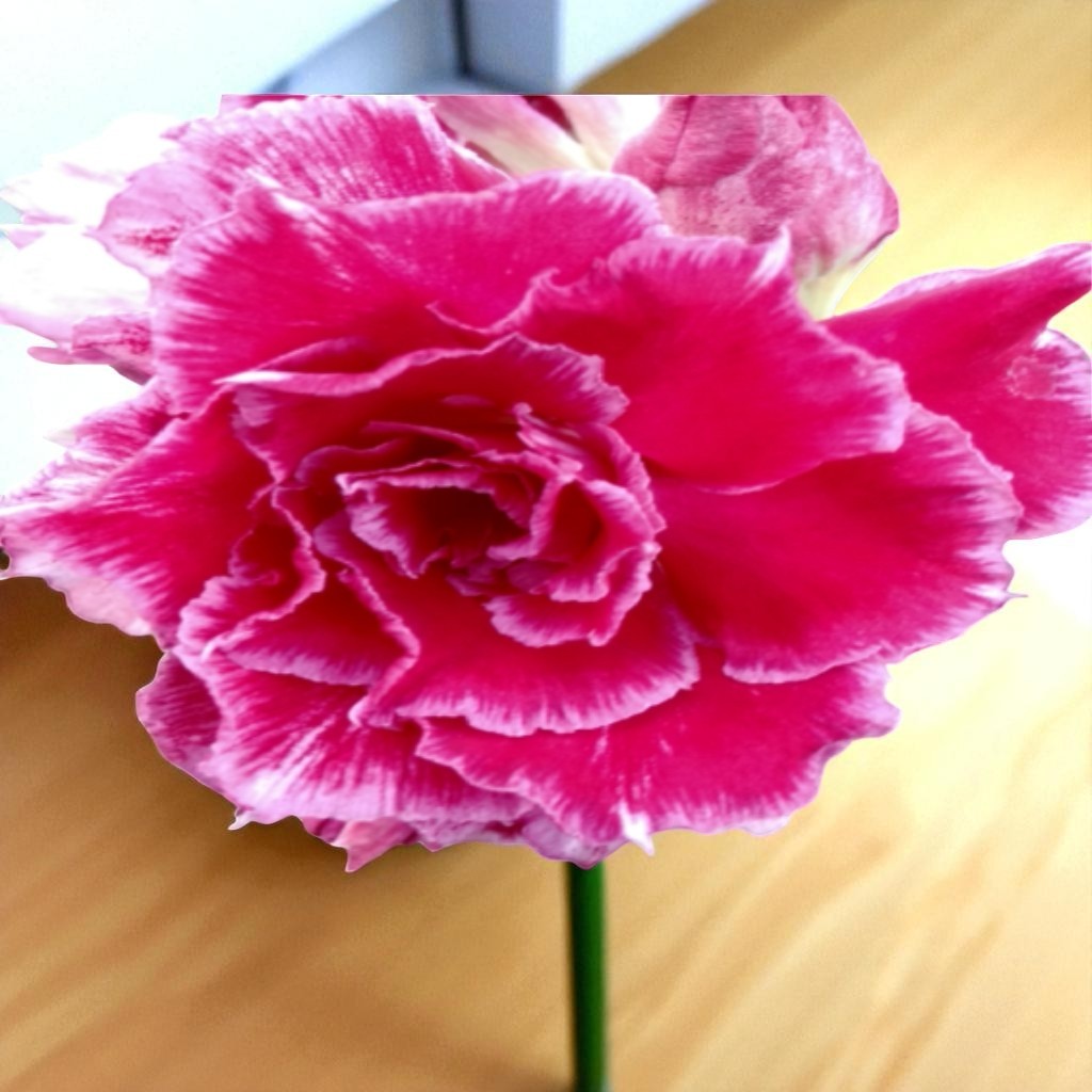 Adenium R135
