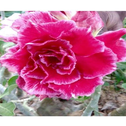 Adenium R135