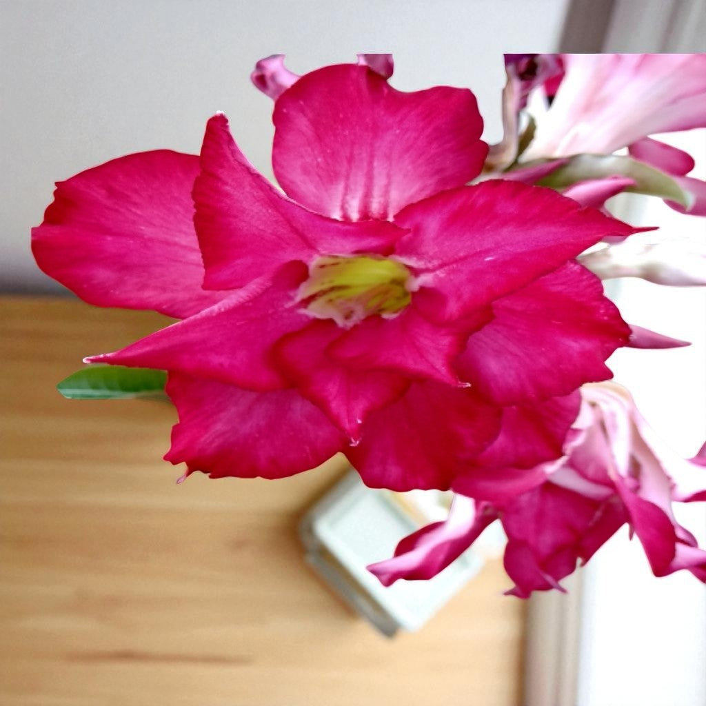 Adenium R136