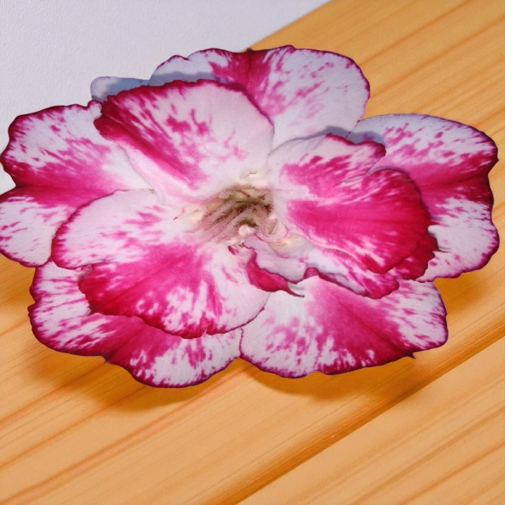 Adenium R138