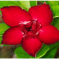 Adenium R14