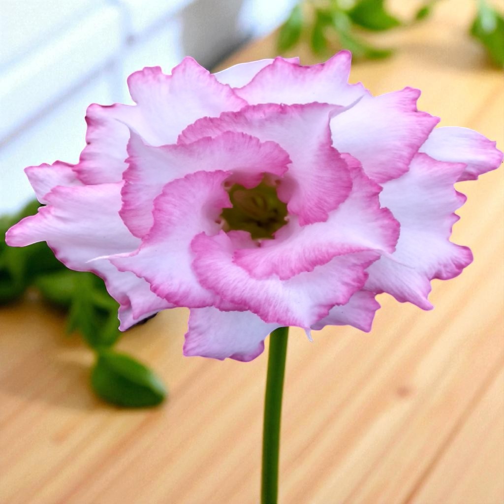 Adenium R140