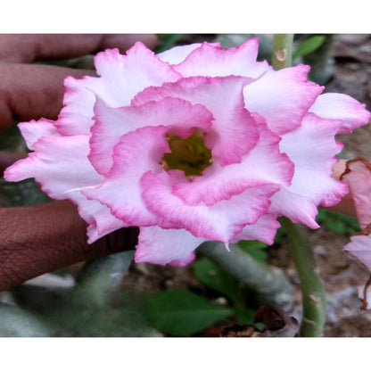 Adenium R140