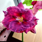 Adenium R141