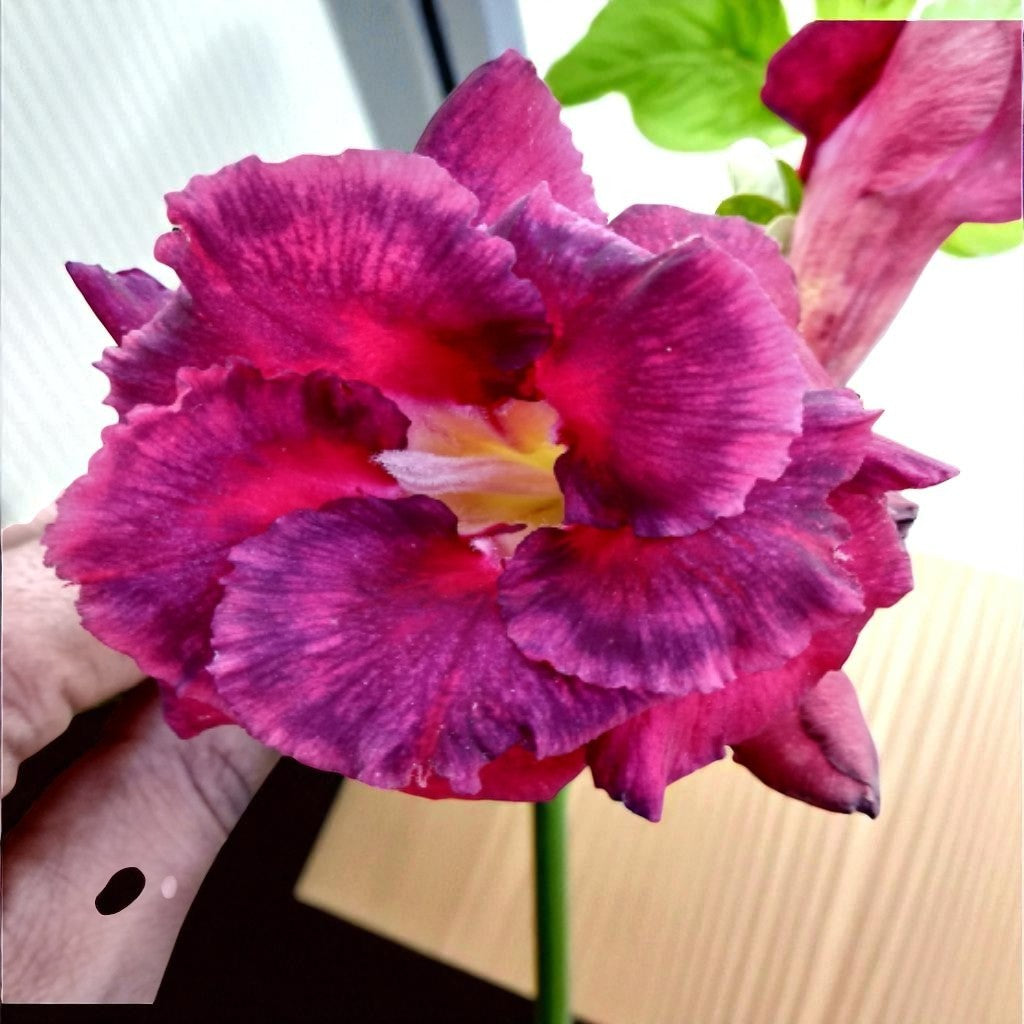 Adenium R141
