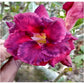 Adenium R141