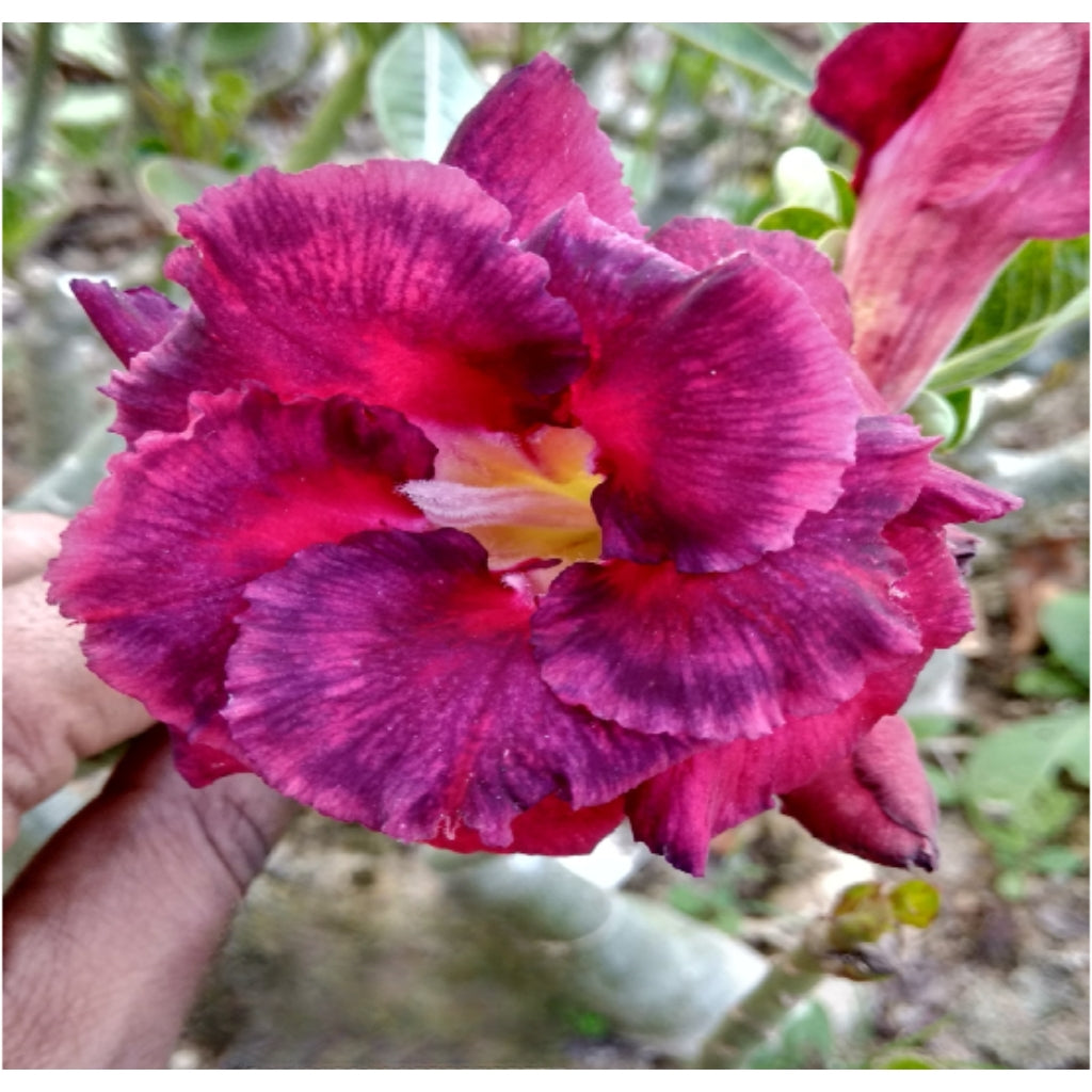 Adenium R141