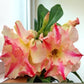 Adenium R142