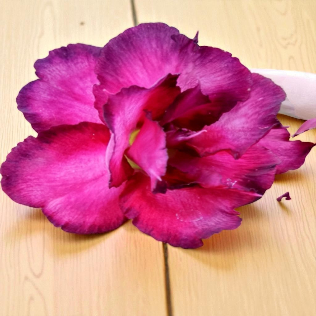 Adenium R143