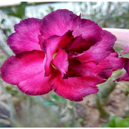 Adenium R143