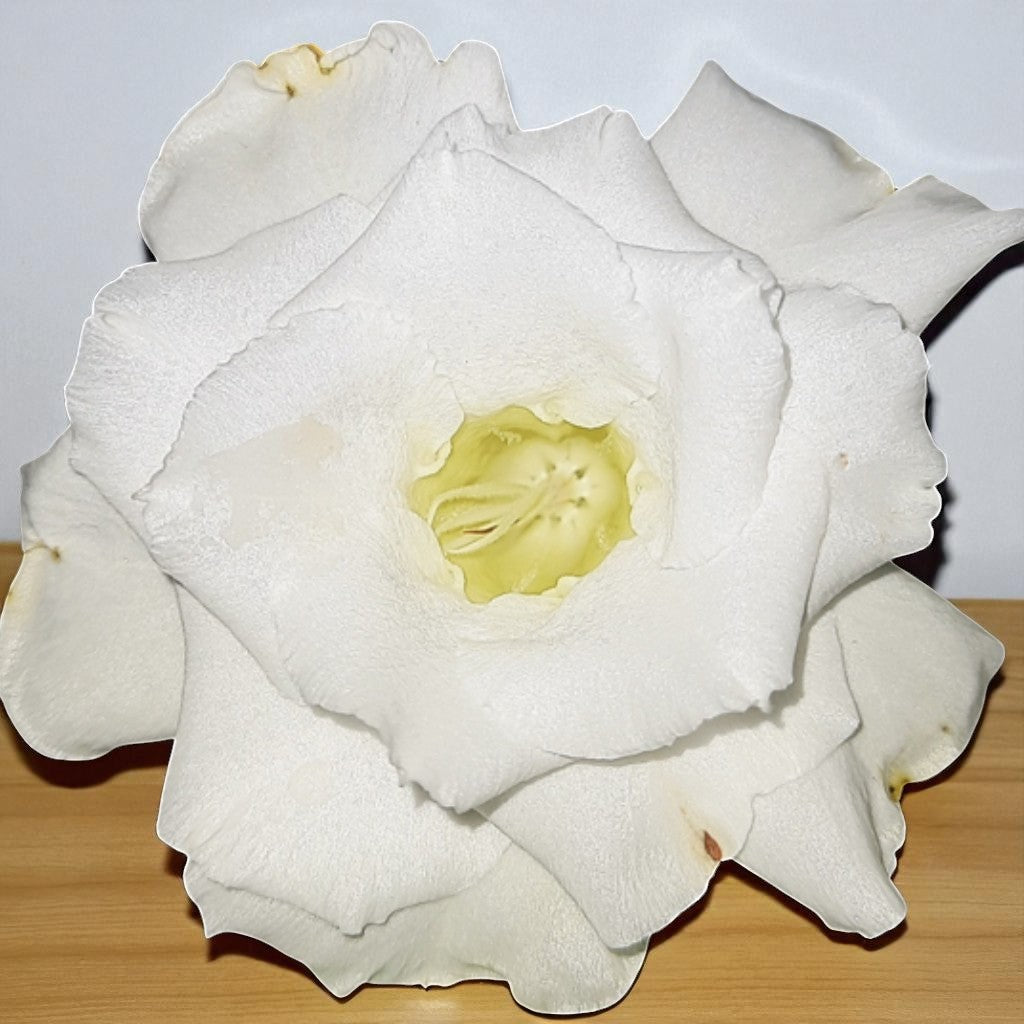 Adenium R145